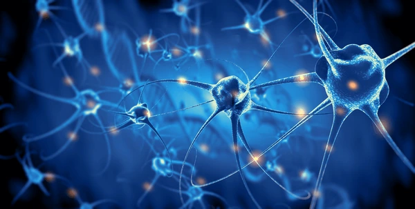 neuronen